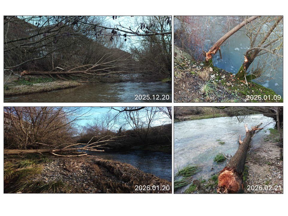 Four-panel sequence showing beaver-modified wood and feeding signs from December 2025 to February 2026