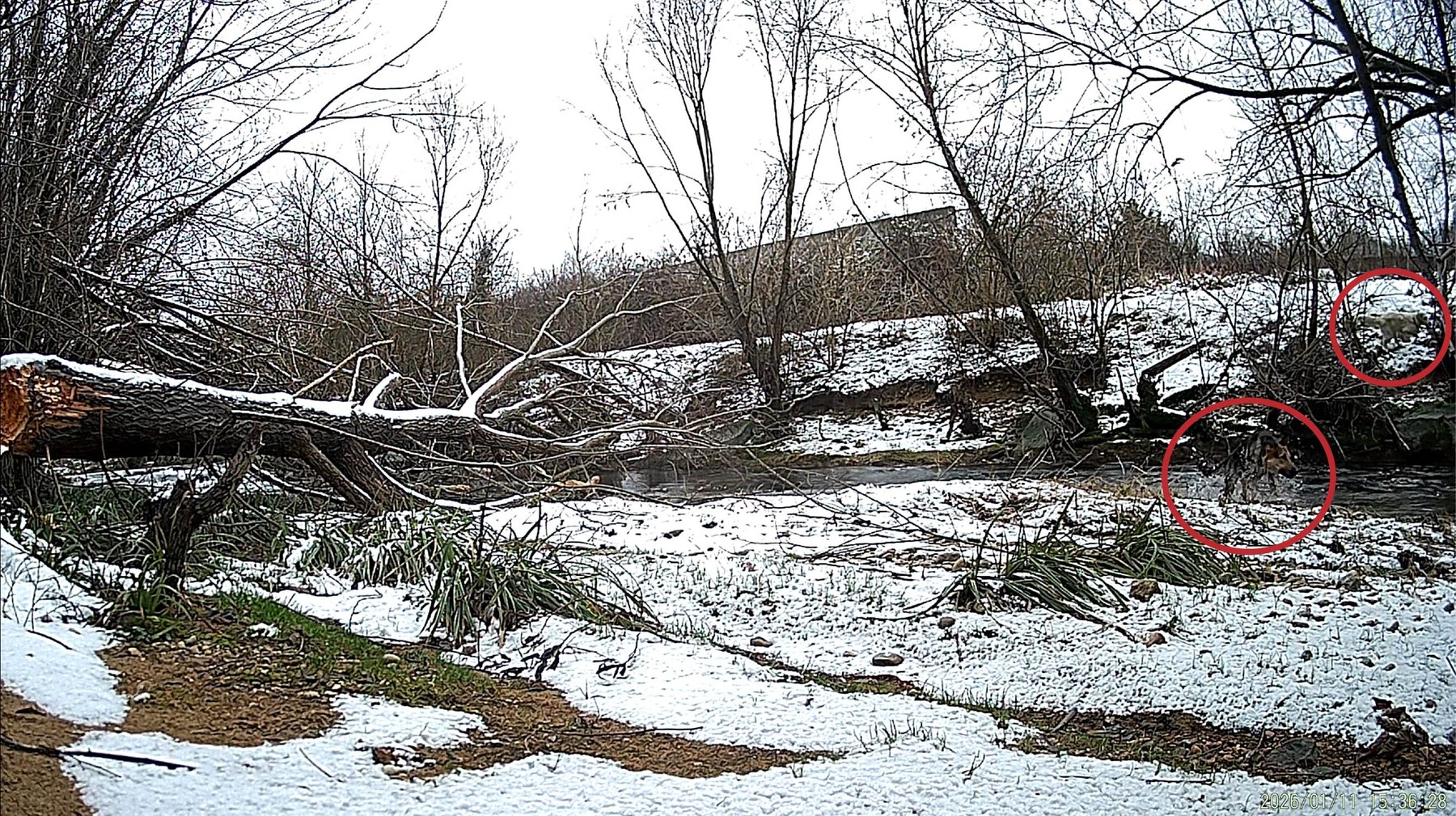 Winter riverbank scene with red circles indicating dog crossings or entry points in a sensitive beaver access area