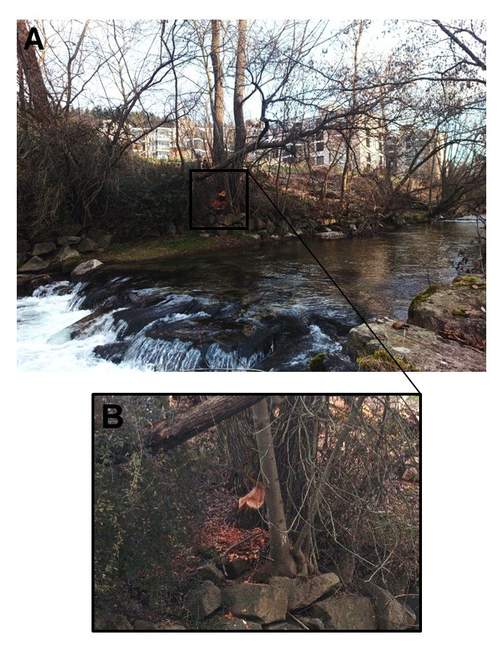 Riverbank maintenance scene with enlarged view of beaver-girdled tree or feeding mark