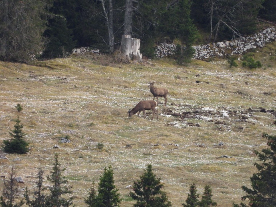Group of young male red deer at the forest-pasture interface