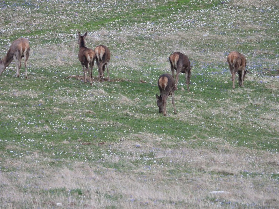 Female red deer group feeding in a spring pasture
