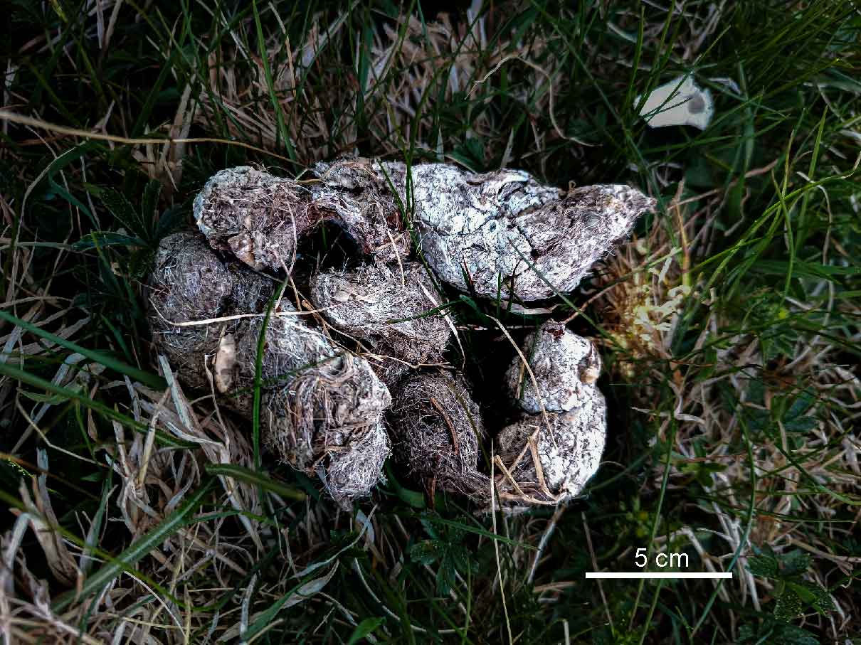Large canid-compatible scat with visible hair content and scale bar