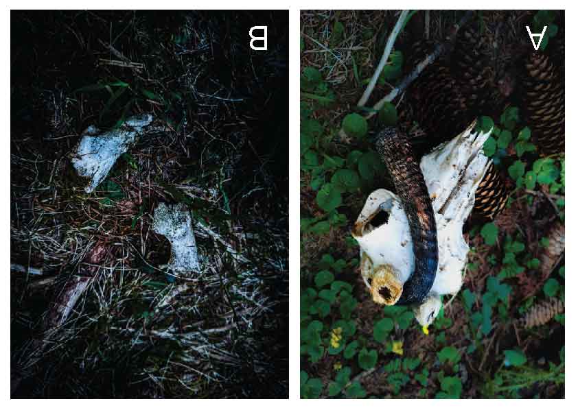 Wild ungulate remains documented in forest habitat